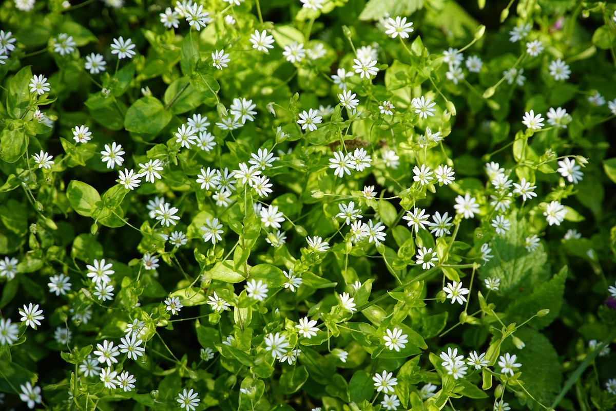 Chickweed: The Nutritive Star